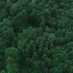 Proin Ultricies Ultricies Est Vitae Cursus. Nul Sit Amet